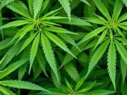 Cannabis-Produkte in den USA: Ein Milliardenmarkt entsteht